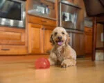 Zabawka na przysmaki dla psów z TPE – Outward Hound Orbee-Tuff Snoop (Lil' Snoop) - obrazek 3