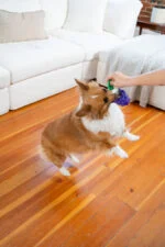 Zabawka do gryzienia ze sznurkiem i owocowym aromatem – Outward Hound (Kyjen) Dental Grapes - obrazek 4
