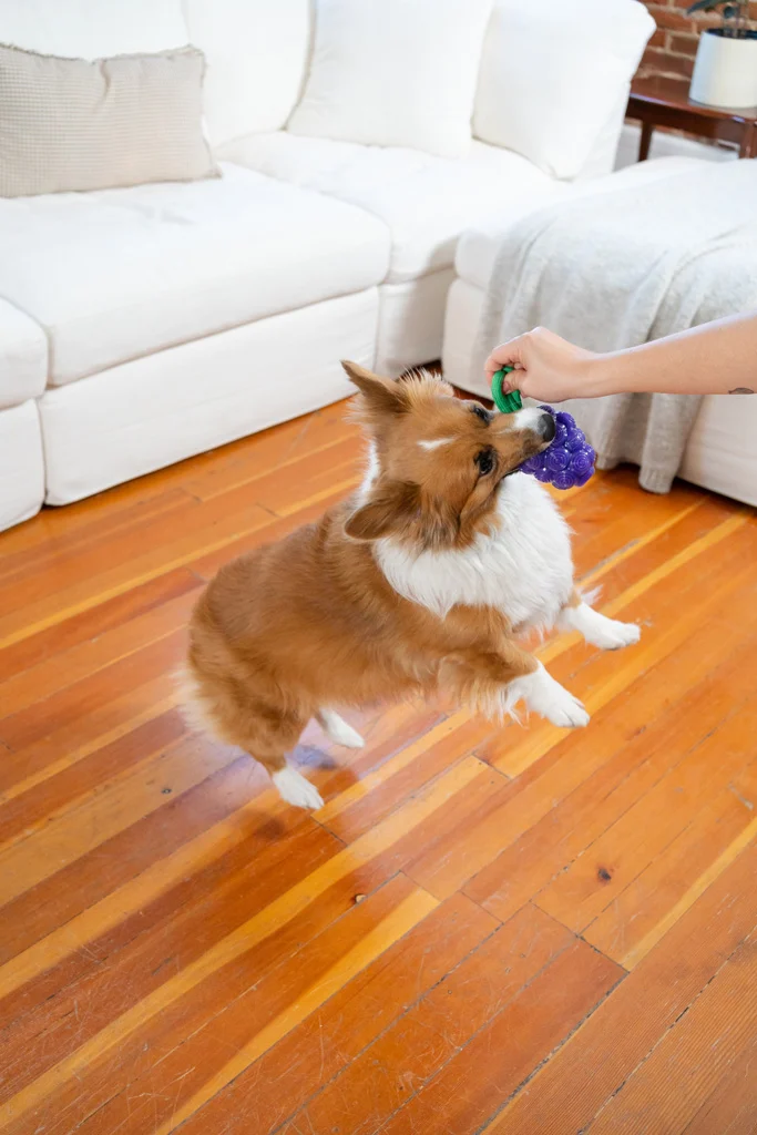 Zabawka do gryzienia ze sznurkiem i owocowym aromatem – Outward Hound (Kyjen) Dental Grapes - obrazek 4