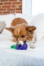 Zabawka do gryzienia ze sznurkiem i owocowym aromatem – Outward Hound (Kyjen) Dental Grapes - obrazek 5