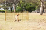 Składany wybieg dla psa, 8 paneli 60 x 60 cm – Pawise Dog Play Pen S - obrazek 2