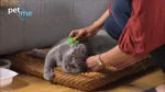 Szczotka silikonowa dla kotów długowłosych, zielona – Pet + Me Cat Hair Brush - obrazek 5
