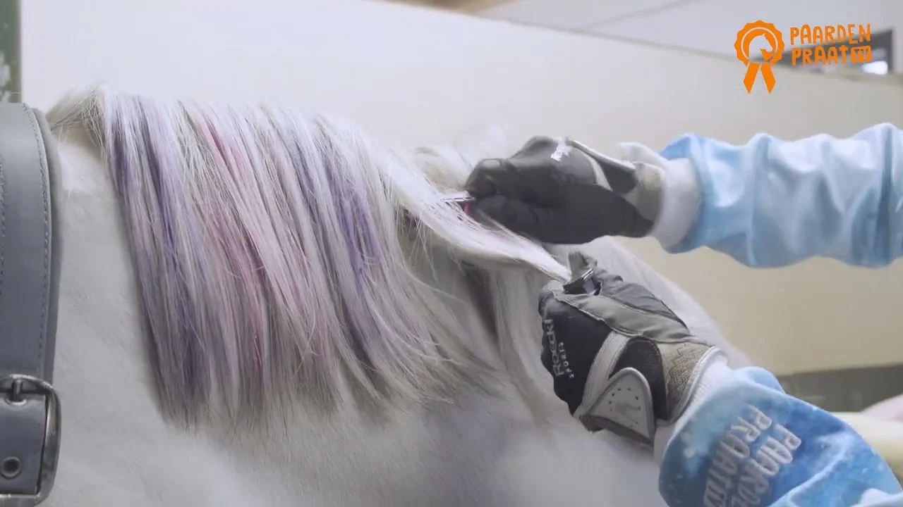 Kreda do włosów dla koni, kolory tęczy, 6 sztuk – Paardenpraat TV Regenboog Kleurkrijt - obrazek 2