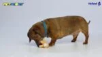Pluszowa zabawka dla psa z piszczałką, różowa, ok. 10 cm – Petsport Tiny Tots Teddy - obrazek 2