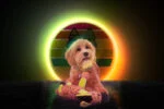 Pluszowy osiołek dla psa z piszczałką, żółty, S – Retro Dog Donkey - obrazek 3