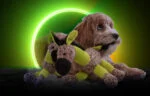 Pluszowy osiołek dla psa z piszczałką, żółty, S – Retro Dog Donkey - obrazek 4