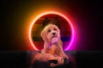 Pluszowa zabawka dla psa, osiołek z piszczałką, pomarańczowy S – Retro Dog Donkey - obrazek 3
