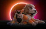Pluszowa zabawka dla psa, osiołek z piszczałką, pomarańczowy S – Retro Dog Donkey - obrazek 4