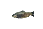 Poruszająca się ryba do zabawy Pstrąg z Madnipem, 30 cm – Robocat Fish - obrazek 2