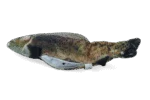 Poruszająca się ryba do zabawy Pstrąg z Madnipem, 30 cm – Robocat Fish - obrazek 3