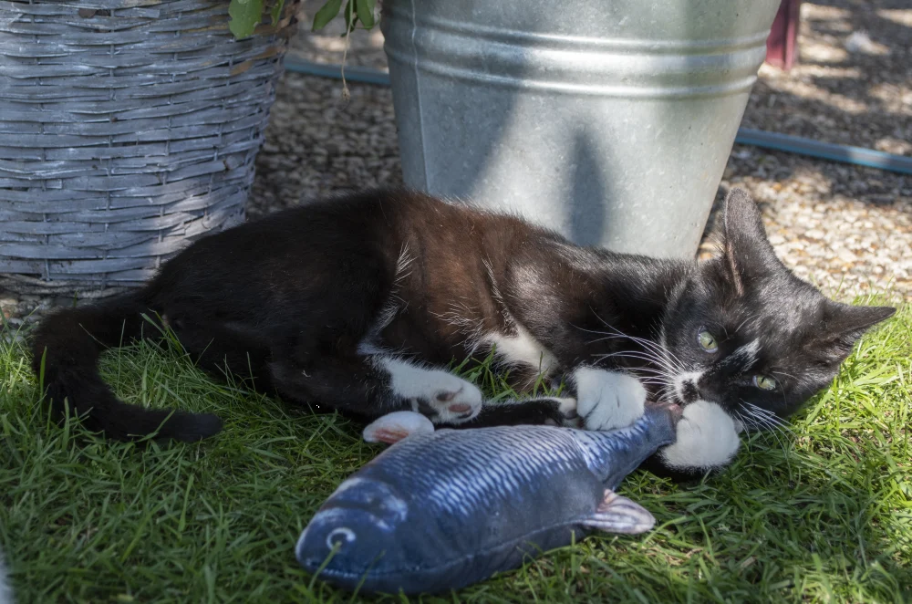 Poruszająca się ryba do zabawy Pstrąg z Madnipem, 30 cm – Robocat Fish - obrazek 5