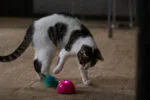 Zabawka w kształcie myszy z czujnikiem ruchu i madnipem, różowa – Robocat Mouse - obrazek 5