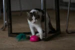 Zabawka w kształcie myszy z czujnikiem ruchu i madnipem, różowa – Robocat Mouse - obrazek 4