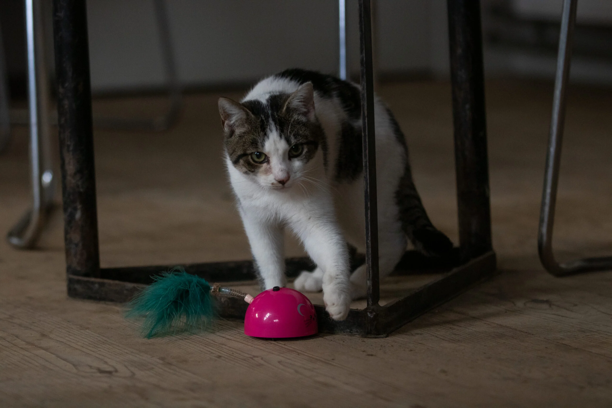 Zabawka w kształcie myszy z czujnikiem ruchu i madnipem, różowa – Robocat Mouse - obrazek 4