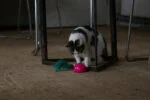 Zabawka w kształcie myszy z czujnikiem ruchu i madnipem, różowa – Robocat Mouse - obrazek 6