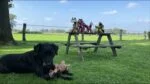Pluszowa zabawka dla psa Osiołek z piszczałką, pomarańczowa M – Retro Dog Donkey - obrazek 3