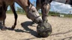 Piłka na paszę dla koni z otworami, zielona – Excellent Horse Feed & Play Ball - obrazek 3