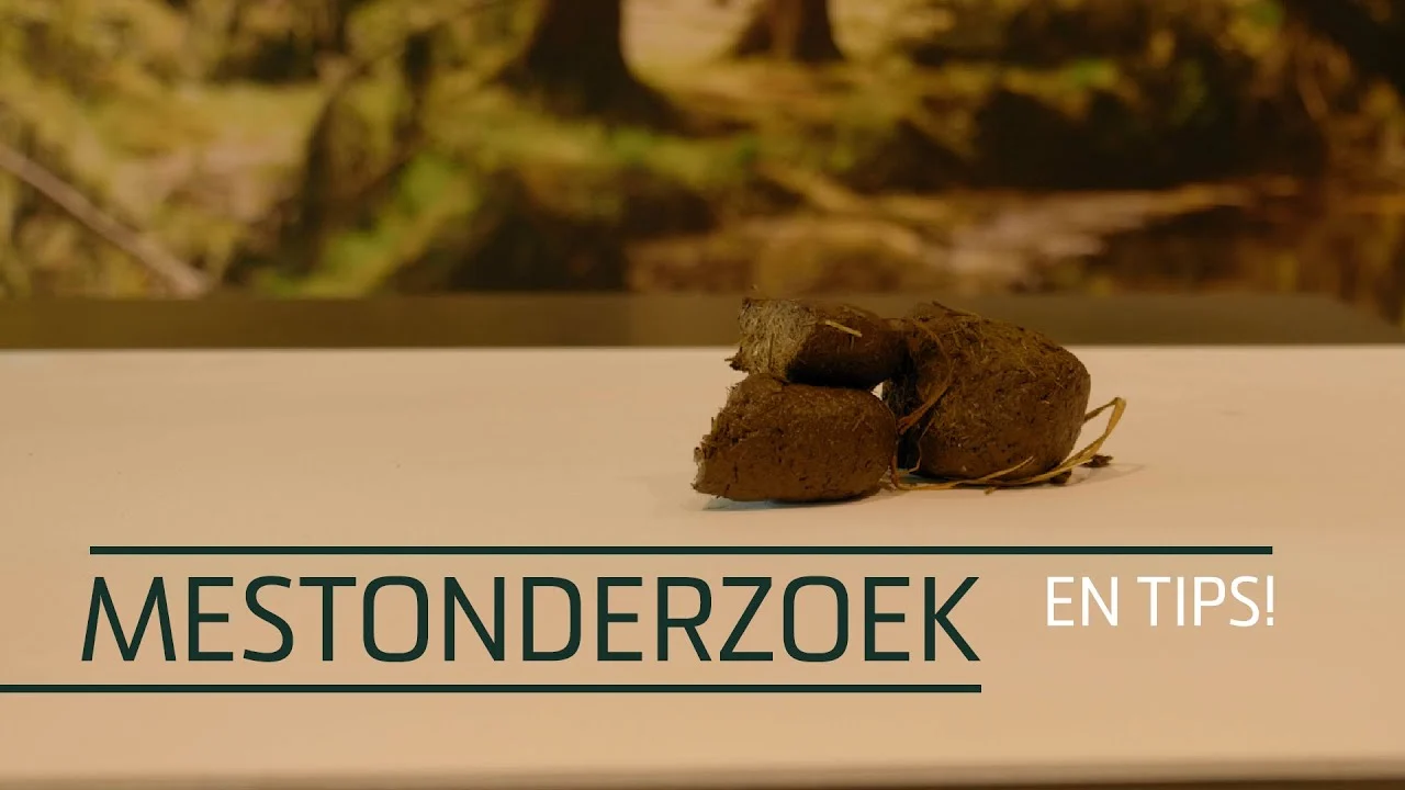 Suplement z babką płesznik dla koni, 1,2 kg – Excellent Horse Psyllium Plus - obrazek 3