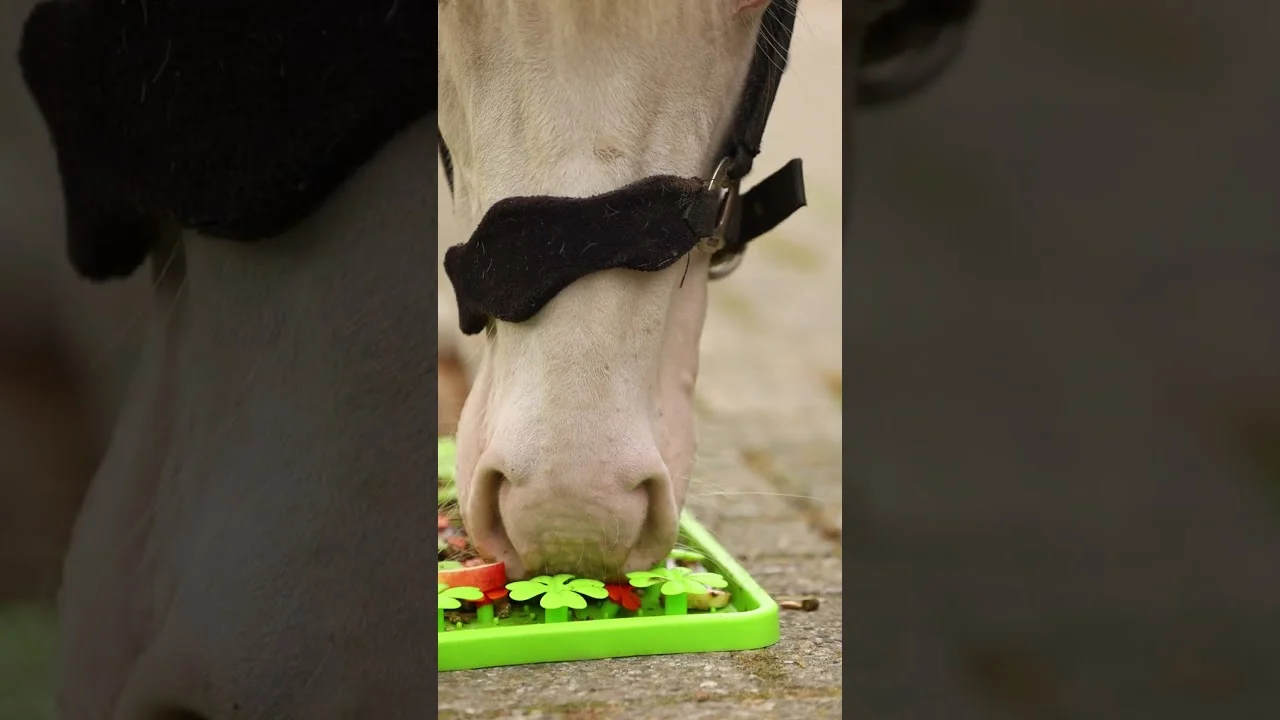 Silikonowa mata węchowa dla koni do podawania paszy, 50 x 50 cm – Excellent Horse Snuffle Mat - obrazek 3