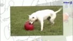 Piłka dla psa o gładkiej powierzchni, czerwona, 25 cm – Jolly Pets Push-n-Play - obrazek 3