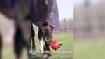 Piłka do zabawy dla konia z elastycznymi paskami, 19 cm, pomarańczowa – Excellent Horse Fun Play Ball - obrazek 3