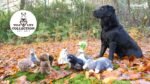 Pluszowa zabawka dla psa ze sznurem do przeciągania i piszczałką – Wild Life Collection Wild Life Dog Kaczka - obrazek 6