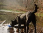 Pluszowa zabawka dla psa ze sznurem do przeciągania i piszczałką – Wild Life Collection Wild Life Dog Kaczka - obrazek 3