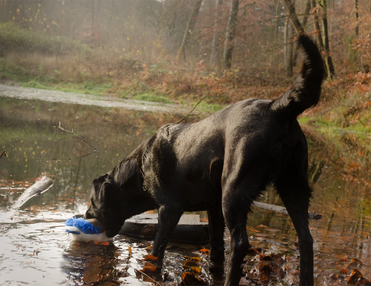 Pluszowa zabawka dla psa ze sznurem do przeciągania i piszczałką – Wild Life Collection Wild Life Dog Kaczka - obrazek 3