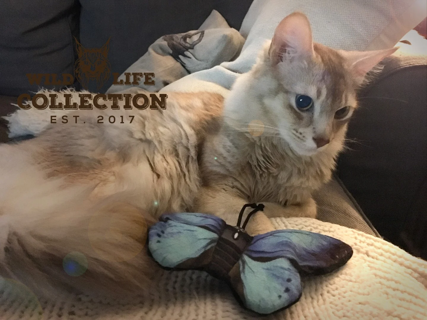 Motyl dla kota z kocimiętką – Wild Life Collection Cat Niebieski Motyl - obrazek 3