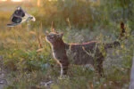 Zabawka dla kota w kształcie ważki z kocimiętką – Wild Life Collection Cat Libelle - obrazek 3