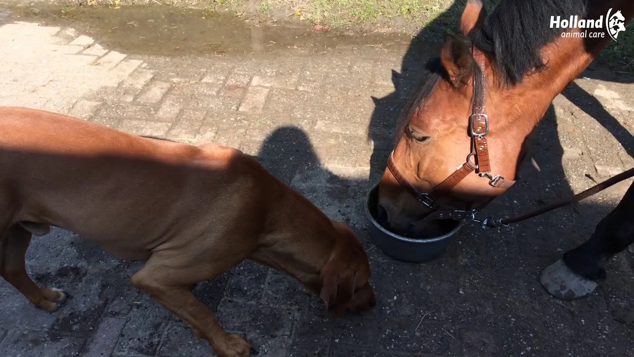 Suplement dla koni z kwasami humusowymi i minerałami, 1 l – Excellent Horse Total Balance - obrazek 2