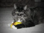 Zabawka dla kota w kształcie banana z kocimiętką, 17,7 cm – Yeowww! Chicata Banana - obrazek 3