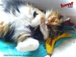 Zabawka dla kota w kształcie banana z kocimiętką, 17,7 cm – Yeowww! Chicata Banana - obrazek 6