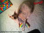 Zabawka dla kota tęcza z kocimiętką, 17,7 cm – Yeowww! Rainbow - obrazek 3
