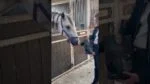 Ciasteczka dla koni z jabłkiem, 500 g – Excellent Horse Rzemieślnicze ciasteczka dla koni z jabłkiem - obrazek 5