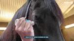 Gąbka neutralizująca zapach dla koni z olejkami eterycznymi, 75 ml – Excellent Horse Odour Spons-On - obrazek 2
