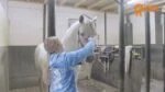 Szczotka dla konia do masażu i kąpieli, różowa M, 17,5 cm – Paardenpraat TV Grooming Brush - obrazek 2