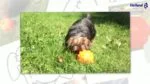 Piłka na przysmaki dla psa z gumy TPR, 10 cm – Jolly Pets Jolly Jumper pomarańczowa M - obrazek 3