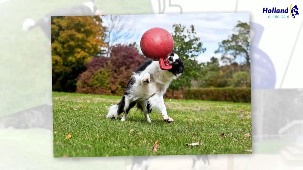 Czerwona pływająca piłka dla psa XL (25 cm) – Jolly Pets Tug-n-Toss - obrazek 6