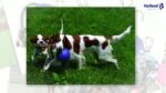 Piłka dla psa z liną, pływająca, waniliowa M (15 cm) – Jolly Pets Romp-n-Roll - obrazek 3