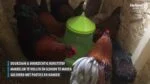 Karmnik wieżowy dla drobiu na nóżkach, limonkowozielony, 4 kg – Gaun - obrazek 3