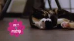 Ruchoma zabawka dla kota z dźwiękiem i Madnip – Robocat Papuga - obrazek 4