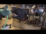 Pompa do pojenia krów z napędem wiertarką i zbiornikiem 25 l – Excellent Cow Drencher Drill Driven - obrazek 3