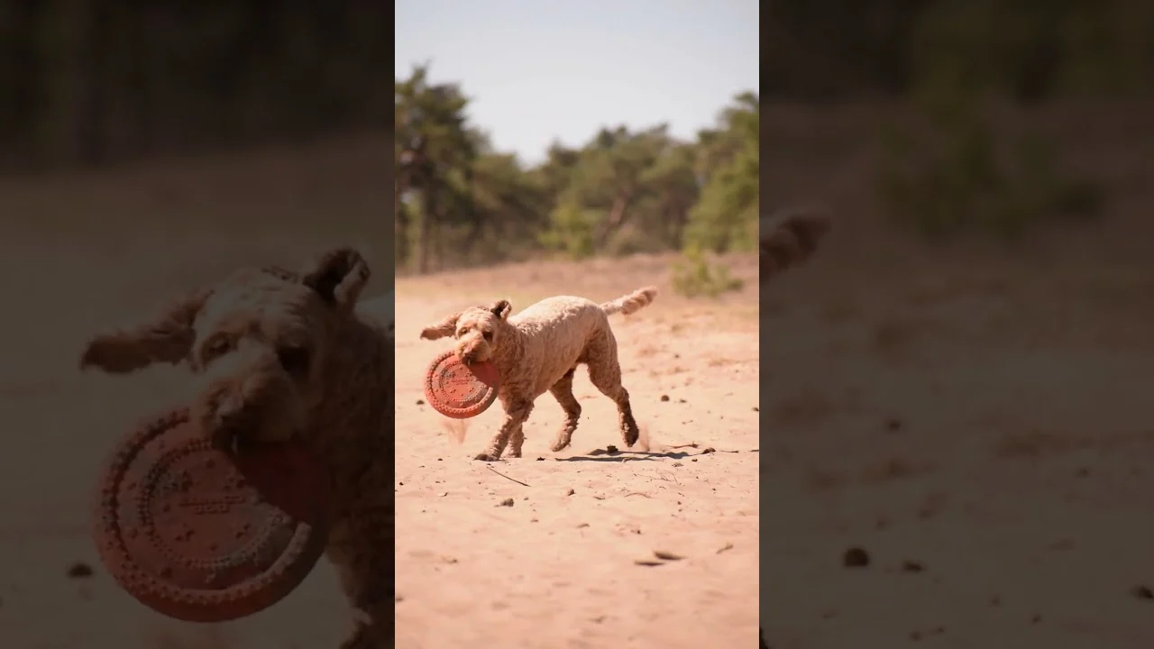 Frisbee dla psa z pianki, pływające, różowe S – Dog Comets UFO Flyer - obrazek 2