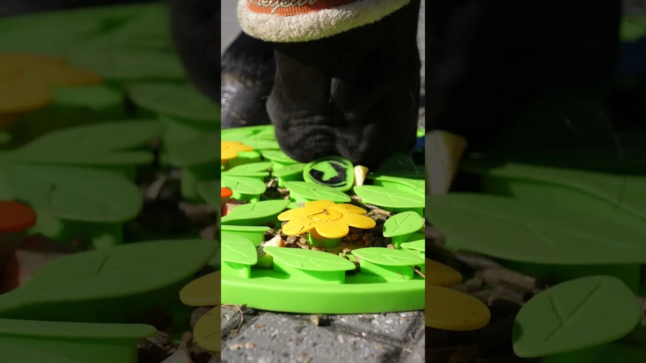 Mata węchowa dla konia na paszę i przysmaki – Excellent Horse Snuffle Mat Flower Power - obrazek 6