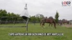 Kula do pułapki na bąki – Loer - obrazek 3