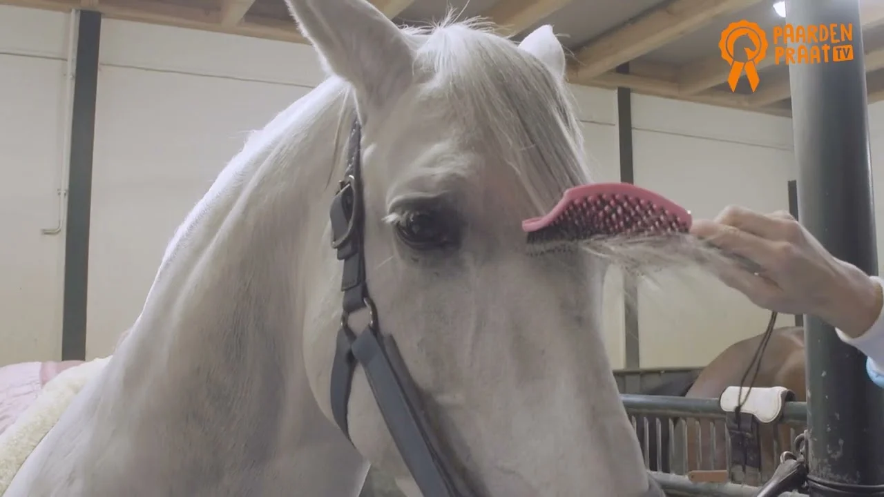 Szczotka do grzywy z włosiem dzika i elastycznymi ząbkami, różowa 24,5 cm – Paardenpraat TV Horse Supreme - obrazek 2